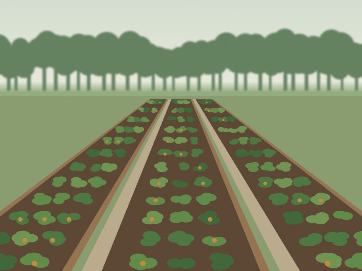 Raised vegetable beds with leafy greens and gravel paths leading toward a tree line
